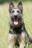 BOUVIER DES ARDENNES 031
